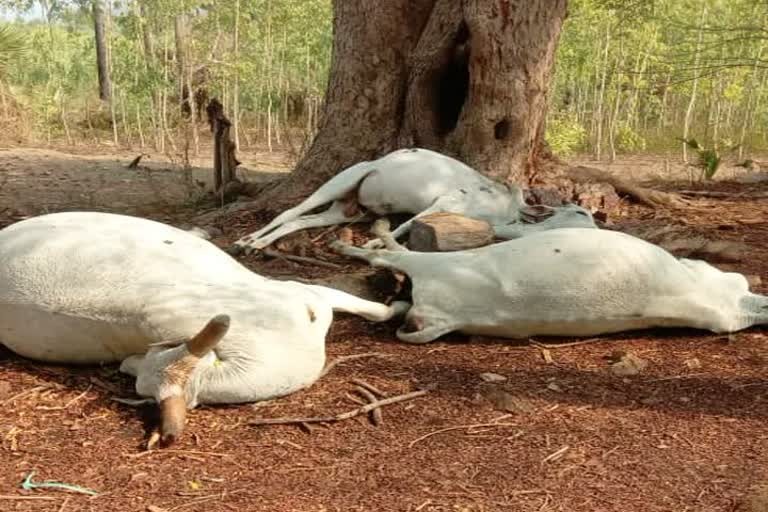 3 animals died of thunderstorm