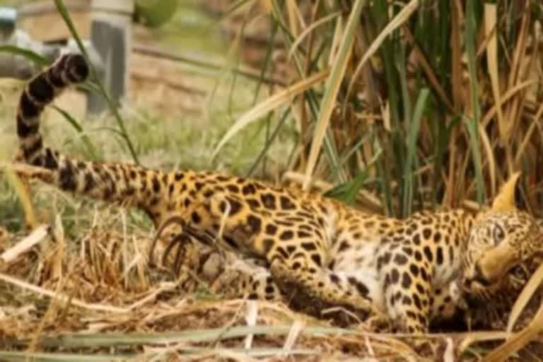 Kerala man slashes leopard