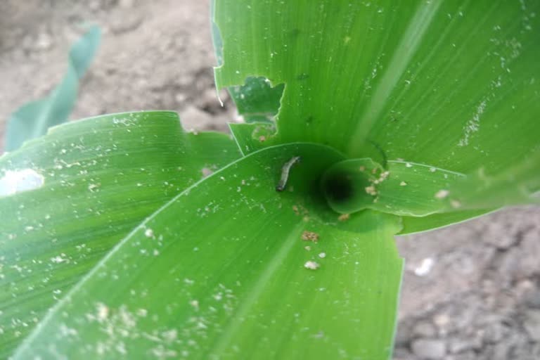 Worms effect to arakalagudu Crops