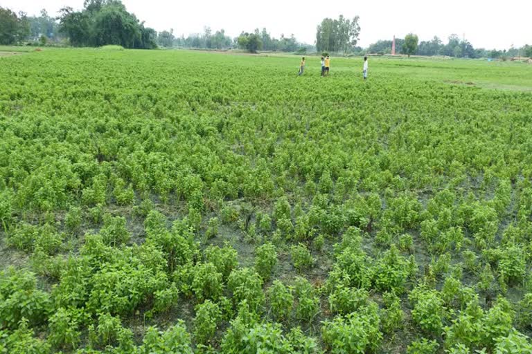 ambedkrnagar heavy rainfall