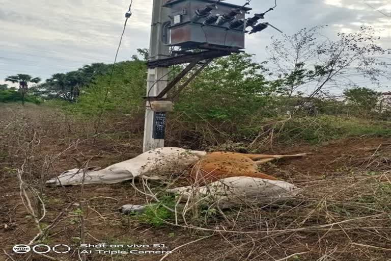 3 bulls die due to electric shock in Peddapalli district