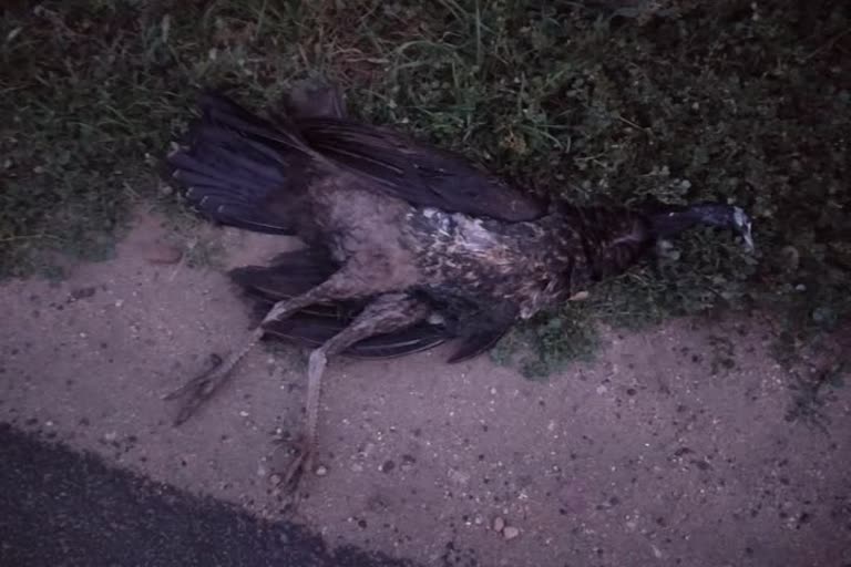 Peacock died