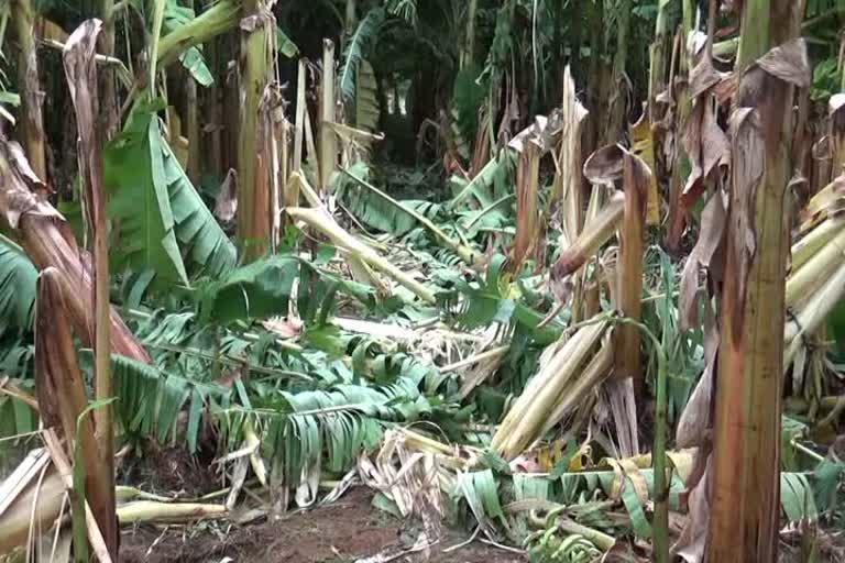 Elephants damage bananas 