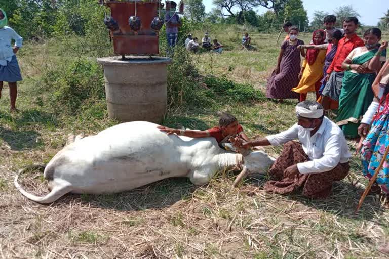 cow died with current shock at mahabubabad district