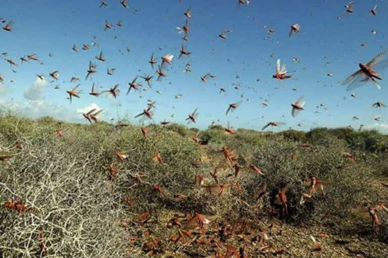 Punjab's Bhatinda Locust swarms വെട്ടുകിളി കൃഷി വകുപ്പ് ഓഫീസർ കമൽ ജിൻഡാൽ കൃഷി വകുപ്പ് ചണ്ഡീഗഡ് പച്ചക്കറി കൃഷി ലോക്കസ്റ്റ്