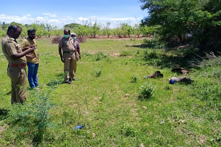 A Farmer Arrested For Killing Peacocks