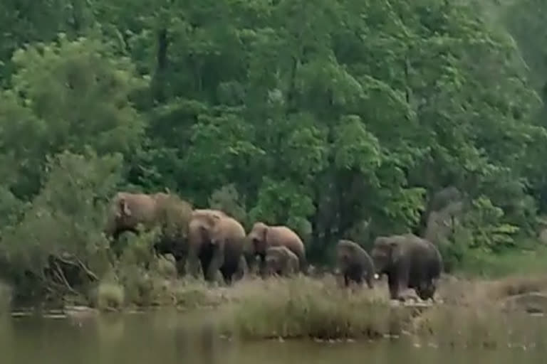 elephant  Wild elephant disturbance  kasargod forest boundaries  കാട്ടാന ശല്യം  കാസർകോട് വനാതിര്‍ത്തി  കാറഡുക്ക  മുളിയാര്‍  ദേലംപാടി  wild elephant attack  Destruction of crops