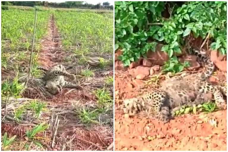 two-leopard-killed-by-poison-in-kadaburu-village