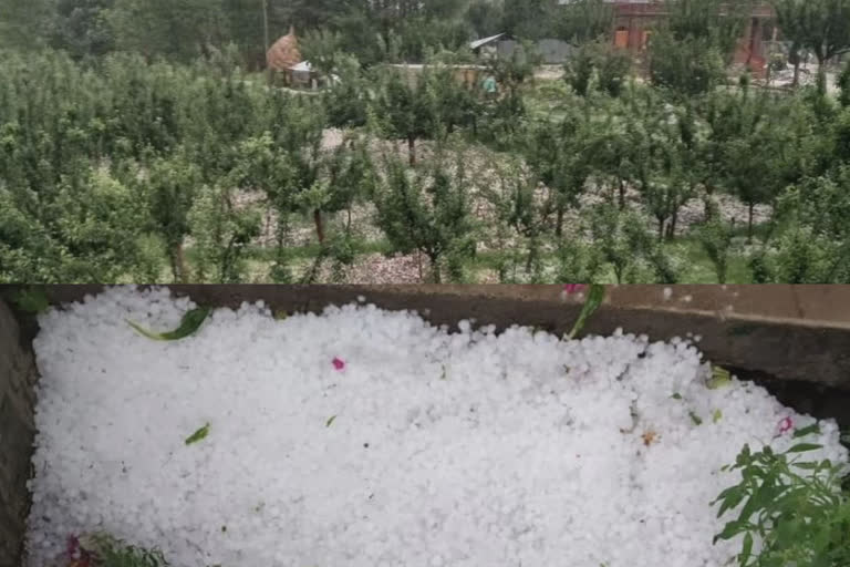 hail-storm-damage-orchard-in-handwara-other-parts-of-kashmir