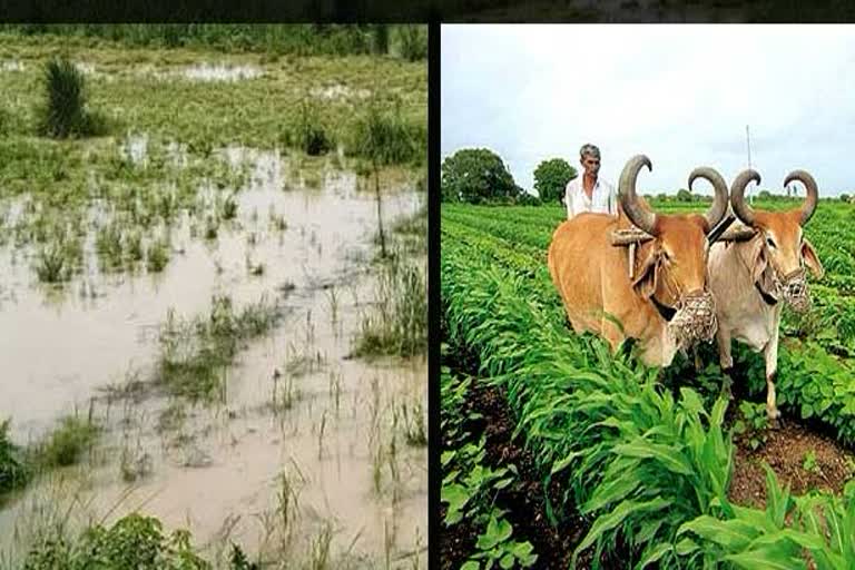 government-gave-instructions-to-compensate-damage-caused-to-crops-due-to-excessive-rain-hail