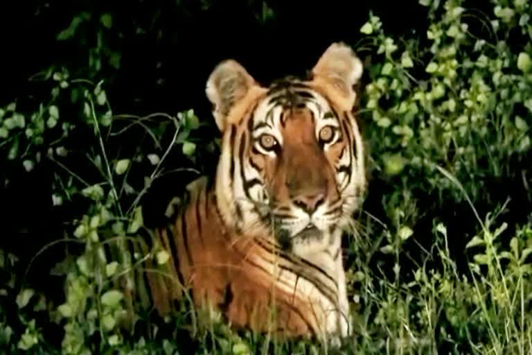 CATS accreditation accorded to four tiger reserves of Assam