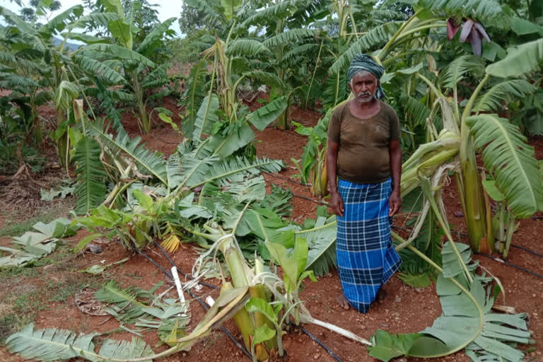 ಲಕ್ಷಾಂತರ ರೂಪಾಯಿ ಬೆಳೆಗೆ ಹಾನಿ