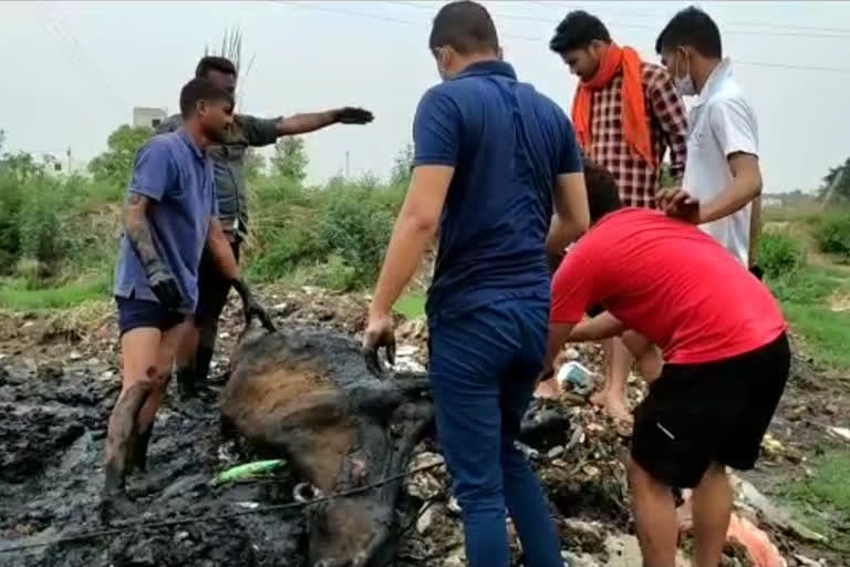 cow-servants-saved-life-cow-trapped-swamp-in-muardnagar-ghaziabad