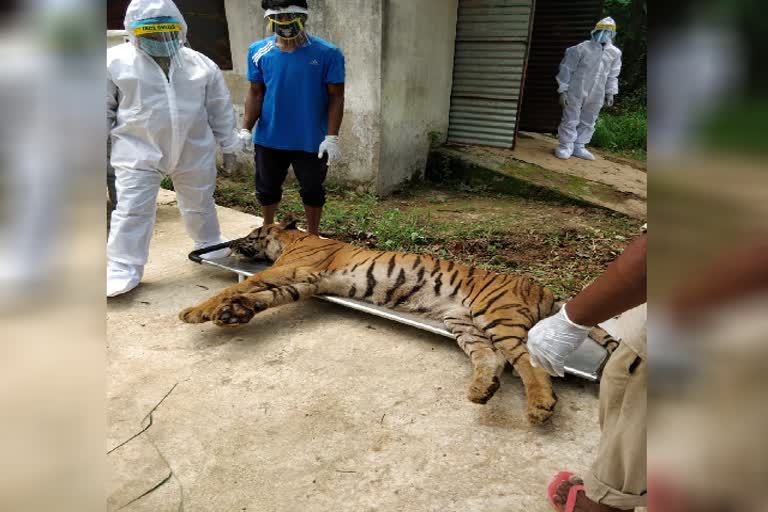 Ten year old male tiger dies