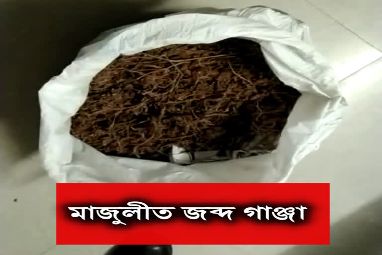 ganja seized in majul