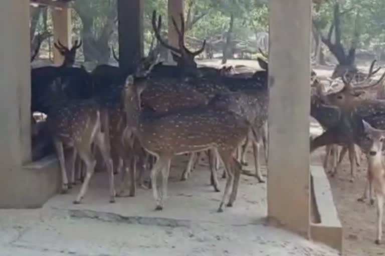 গরম ও করোনা থেকে হরিণদের রক্ষা করতে উদ্যোগী বনদফতর