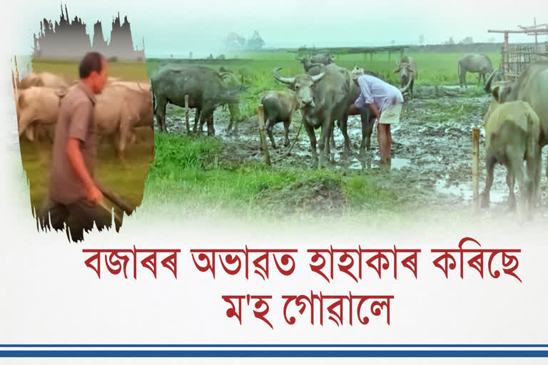 impact of covid on milk market in assam