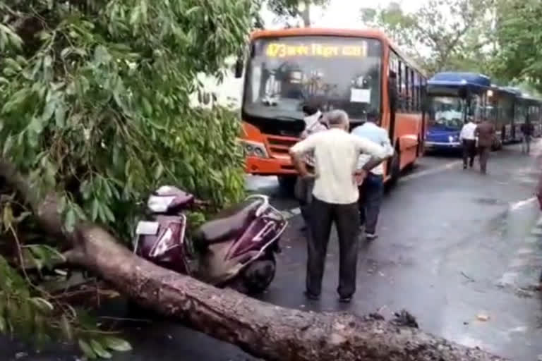 trees uprooted due to storm in delhi