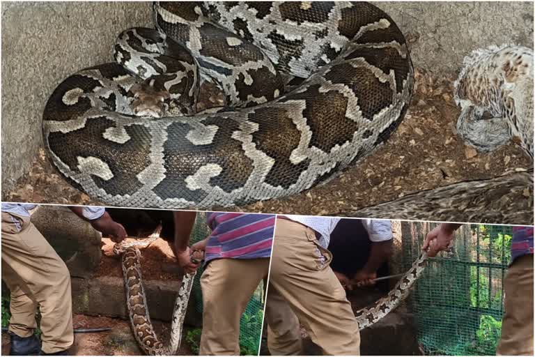 The mountain snake was caught from a populated area  The mountain snake was caught from a populated area in Kollam  കൊല്ലത്ത് ജനവാസ മേഖലയിൽ നിന്നും മലമ്പാമ്പിനെ പിടികൂടി  കടയ്ക്കലിലെ ജനവാസ മേഖലയിലെത്തിയ പാമ്പ് വീട്ടുകാര്‍ വളര്‍ത്തിയ താറാവുകളെ പിടികൂടി.  കടയ്ക്കൽ മാറ്റിടാം പാറയിൽ മീനയുടെ വീട്ടിലെ താറാവ് കൂട്ടില്‍ നിന്നുമാണ് പാമ്പിനെ പിടികൂടിയത്.  The snake was caught from the duck cage of Meena's house in Kadakkal Matidam rock.  മലമ്പാമ്പിനെ പിടികൂടി  The mountain snake was caught