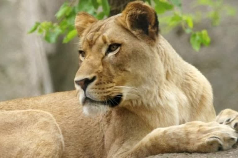 Lioness in TN zoo dies of coronavirus  9 others infected  ചെന്നൈയിലെ മൃഗശാലയിൽ കൊവിഡ്​ ബാധിച്ച്​ സിംഹം ചത്തു  Lioness in TN zoo dies of coronavirus, 9 others infected  Lioness in TN zoo dies of coronavirus, 9 others infected  സംസ്ഥാനത്ത് ആദ്യമായാണ് കൊവിഡ് ബാധയെ തുടര്‍ന്ന് മൃഗം ചാകുന്നത്.  This is the first time in the state that an animal has died due to covid disease.