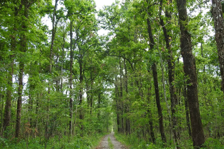 ৰাইমনা অভয়াৰণ্যলৈ ৰাষ্ট্ৰীয় উদ্যানৰ স্বীকৃতি