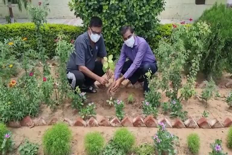 धौलपुर में पौधरोपण ,धौलपुर कलेक्टर ने लगाए पौधे, World Environment Day, Plantation in Dholpur