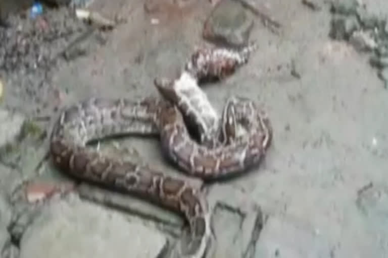 Python Rescued at Kaliabor