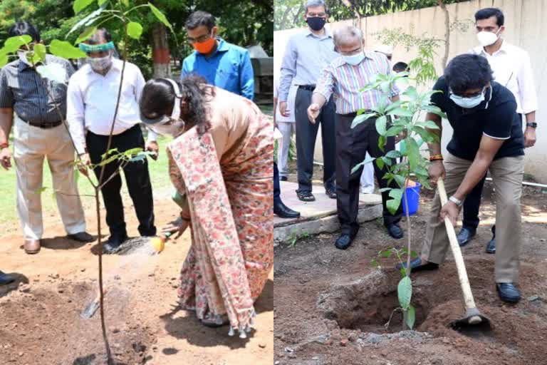 Governor and Chief Minister planted saplings on World Environment Day