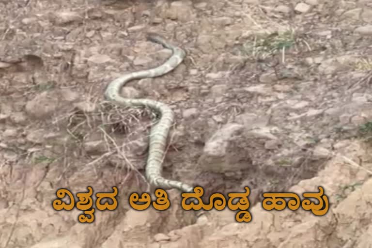 worlds-longest-snake-king-cobra-seen-in-sirmaur-district-video-viral