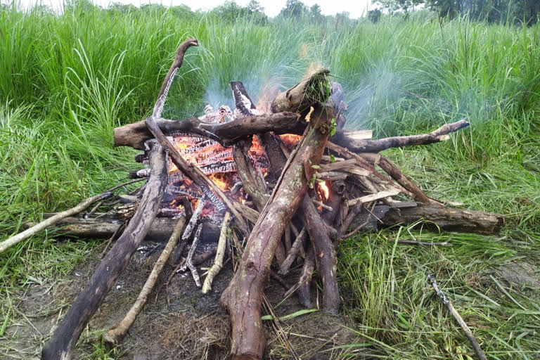 Tiger carcass found in Kaziranga National Park