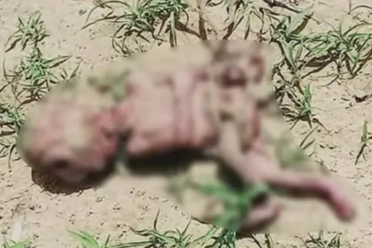 Newborn's body found in the field in Nagaur