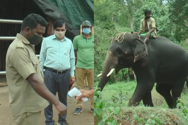 precautionary-measures-taken-in-mudumalai-elephant-forest