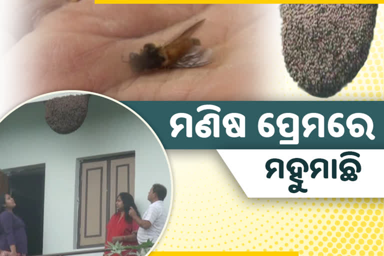 ବଣୁଆ ମହୁମାଛି ପାଲଟିଛନ୍ତି ପରିବାରର ସଦସ୍ୟ