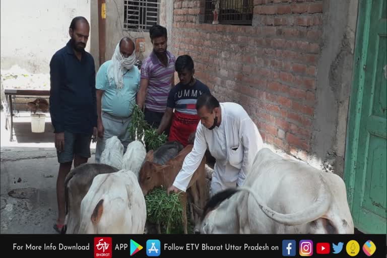 झांसी में आवारा पशुओं को मिलेगा चारा पानी