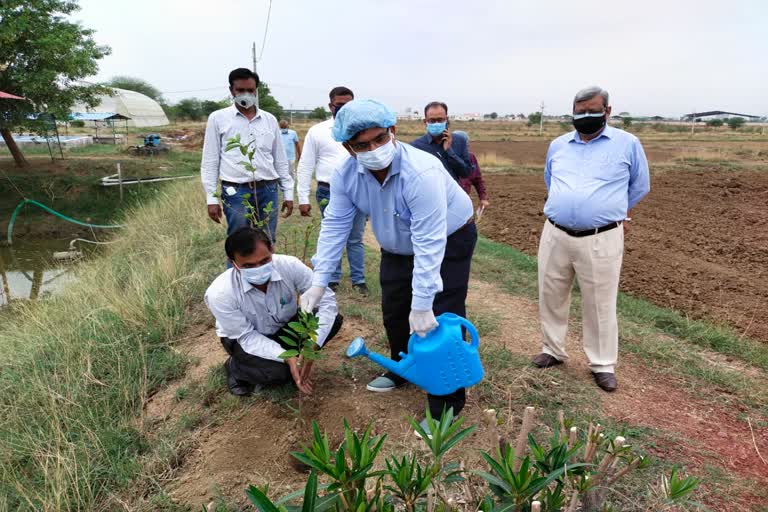 district panchayat ceo planted saplings