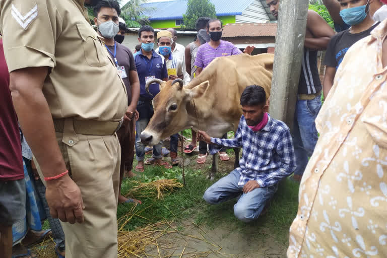 cattle thief caught in hojai