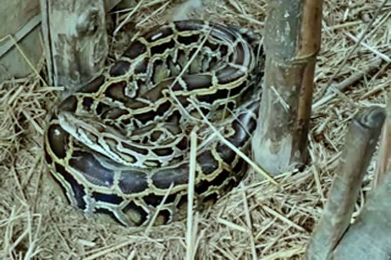 snake rescued in baksha