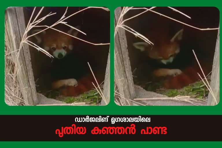 opkey Dara Conservation Breeding Center  Padmaja Naidu Himalayan Zoological Park  Red Panda  darjeeling red panda  pandacubbirth  Darjeeling zoo  ഡാർജലിങ് മൃഗശാല  ചുവന്ന പാണ്ട  ചുവന്ന പാണ്ട പ്രസവിച്ചു  ഡാർജലിങ് സുവോളജിക്കൽ പാർക്ക്  ടോപ്കെ ദാര കൺസർവേഷൻ ബ്രീഡിംഗ് സെന്‍റർ