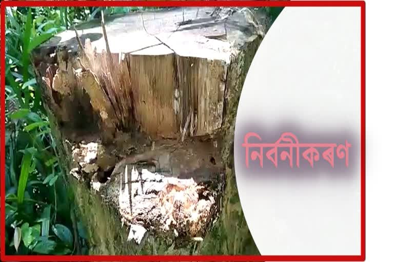 deforestation-of-jokai-forest-due-to-neglegence-of-forest-department