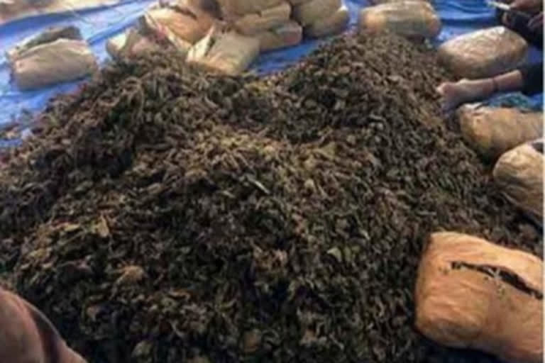 NCB seizes 40 kg ganja