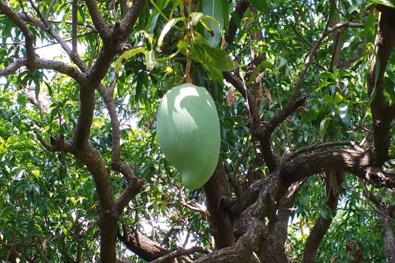 noorjahan mango