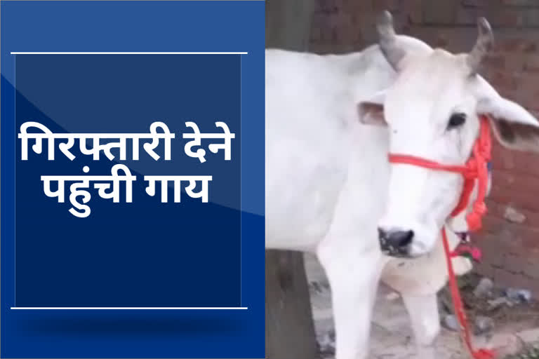 tohana cow arrest farmer protest