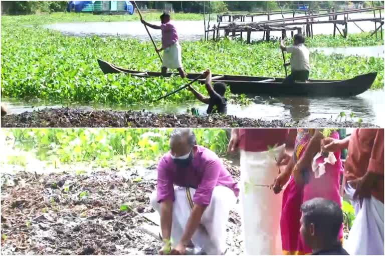 vembanadu lake  floating flower garden vembanadu lake  floating flower garden alappuzha  വേമ്പനാട്ടുകായലിൽ ഒഴുകി നടക്കുന്ന പൂന്തോട്ടം  വേമ്പനാട്ടുകായലിൽ പൂന്തോട്ടം  ഒഴുകി നടക്കുന്ന പൂന്തോട്ടം ആലപ്പുഴ