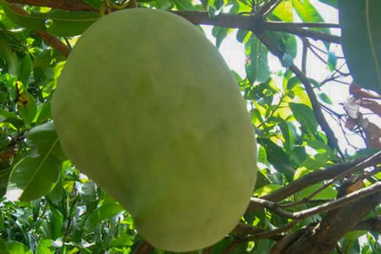 1 piece 1 thousand rupees Nurjahan mango of Madhya Pradesh