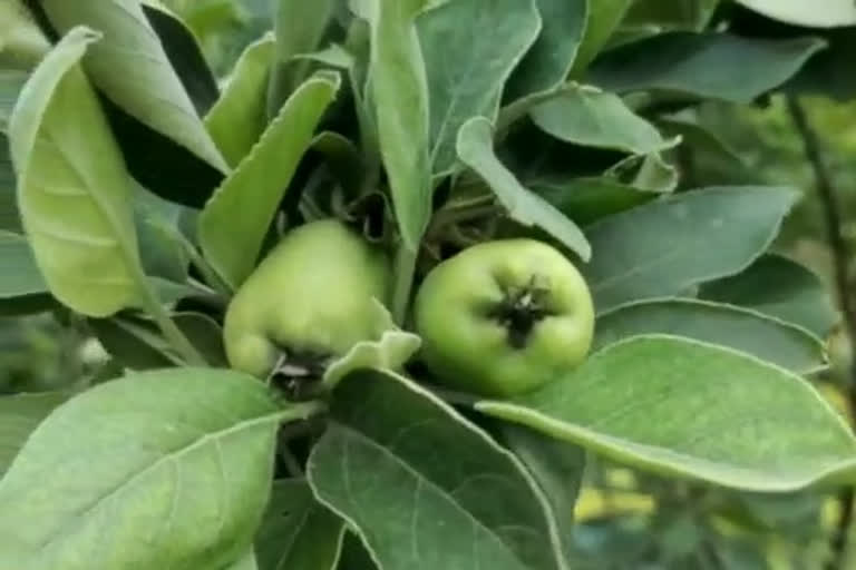 national-fruit-of-japan-named-persimmon-and-kashmiri-apple-orchard-in-kanksa