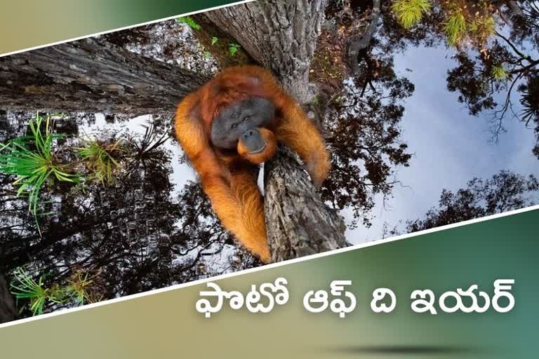 kerala mans photo of an orangutan clinging to a tree wins first prize