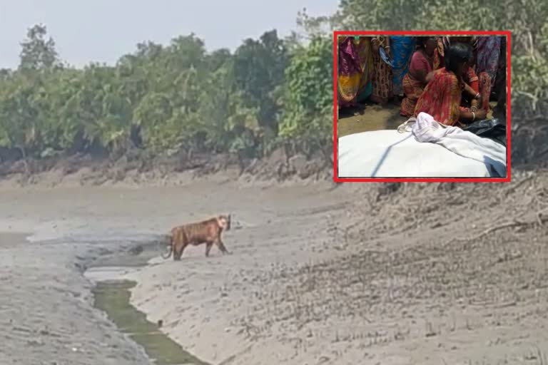 tiger kills crab catcher in gosaba