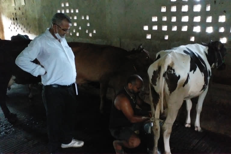 comfed dairy helping milk producers and farmers during corona period in seraikela