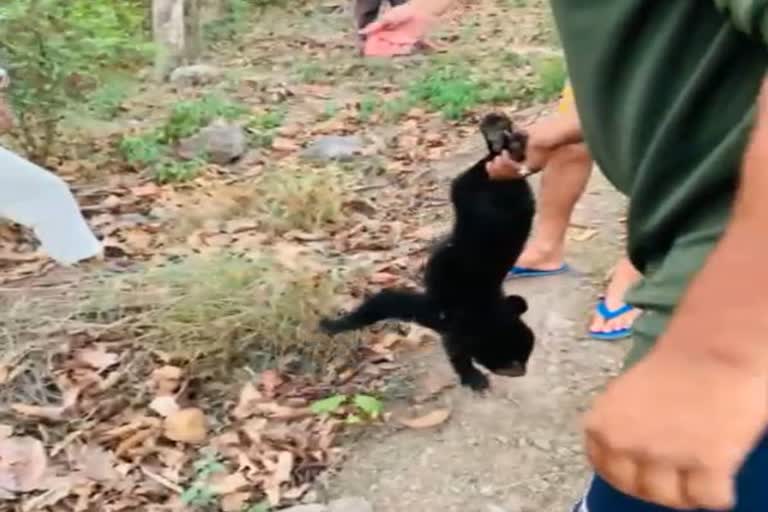 Bear cub rescued in Sirmaur district