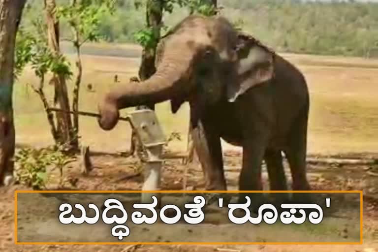 female-elephant-pumping-tubewell-to-drink-water